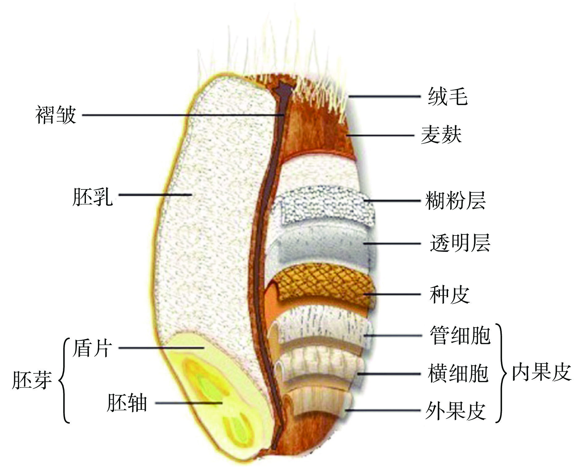 小麦胚芽的营养功能成分及综合利用研究进展