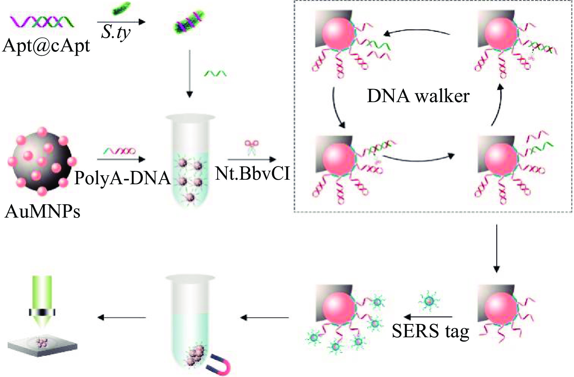 Early cancer detection by SERS spectroscopy and machine learning