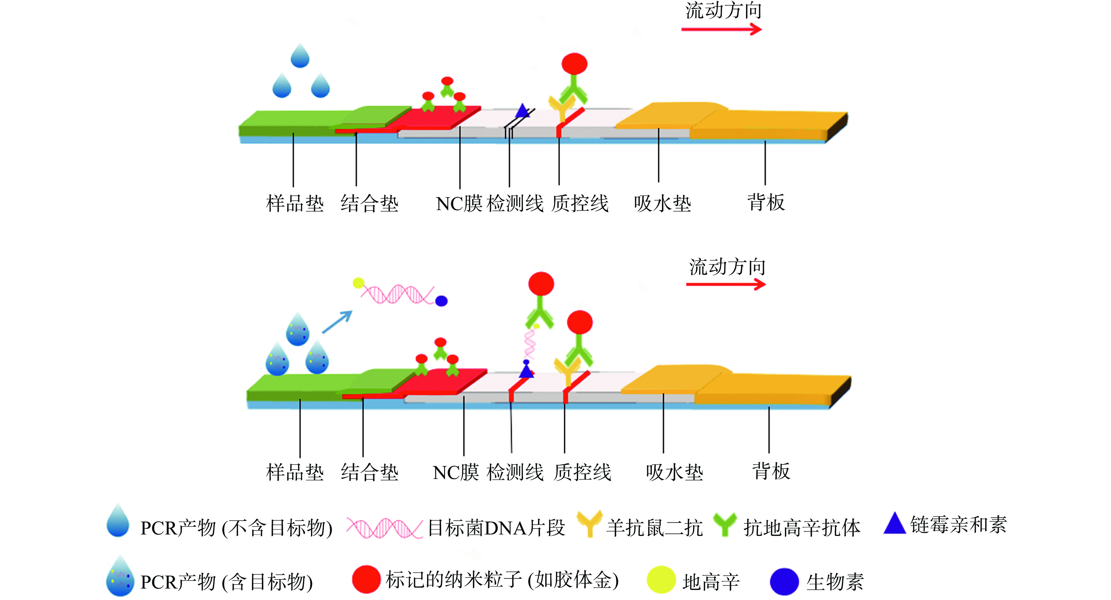 pcr原理图解图片